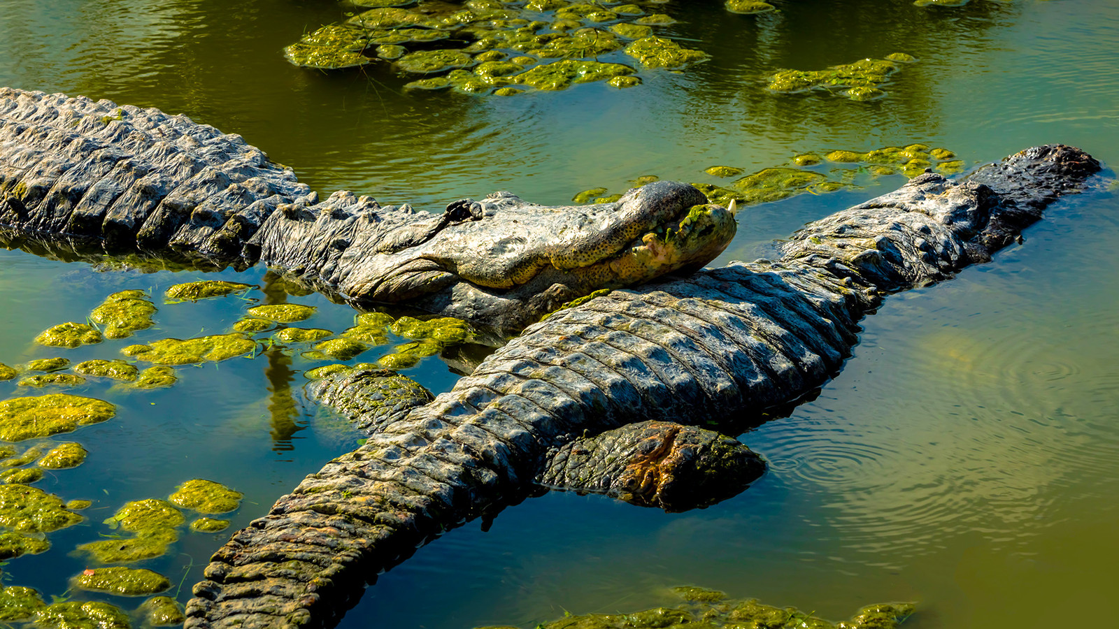 Two Alligators The Only National Park Where Alligators And Crocodiles Coexist In The Wild
