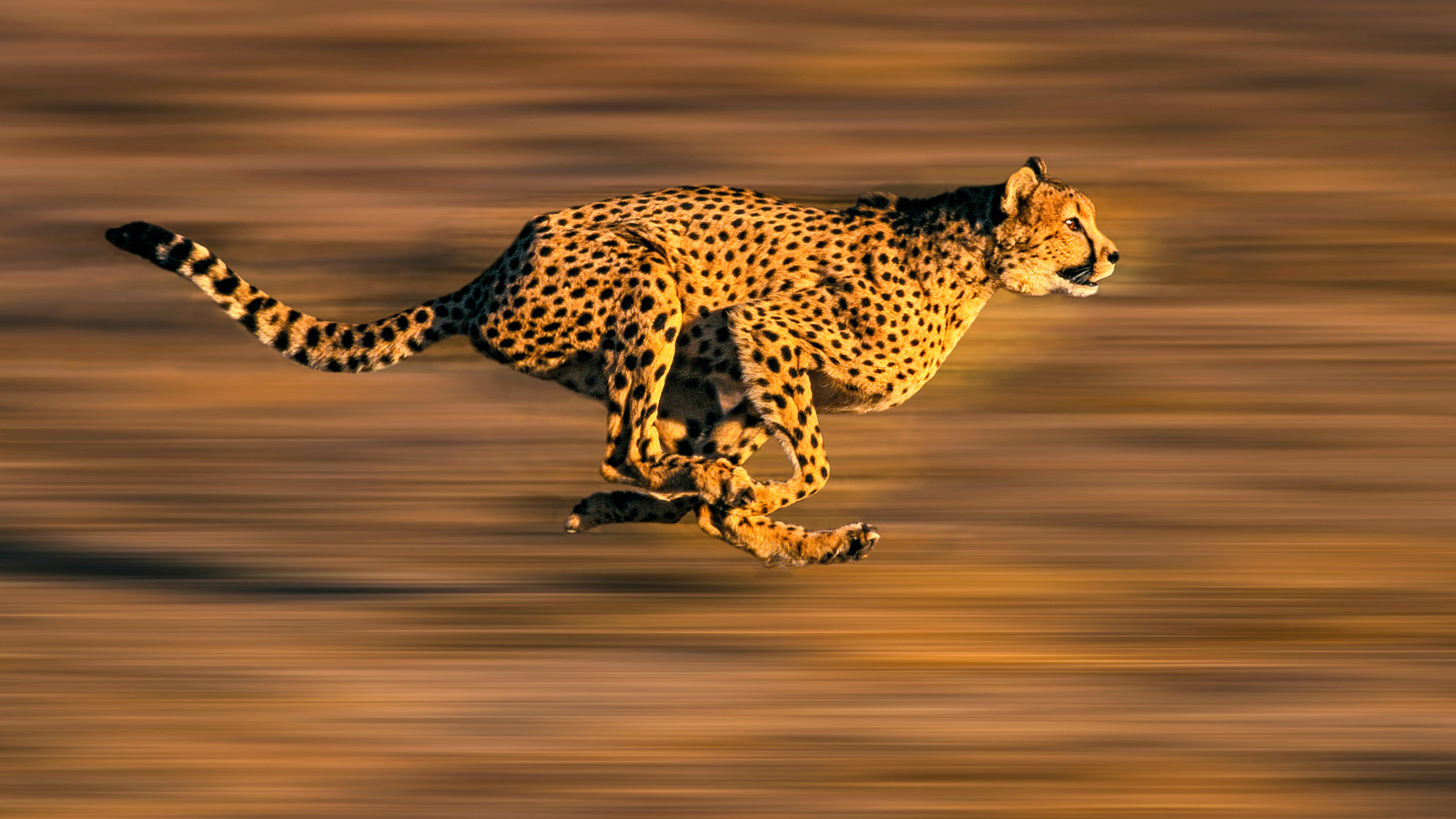 The World's Fastest Animal Isn't Actually The Cheetah