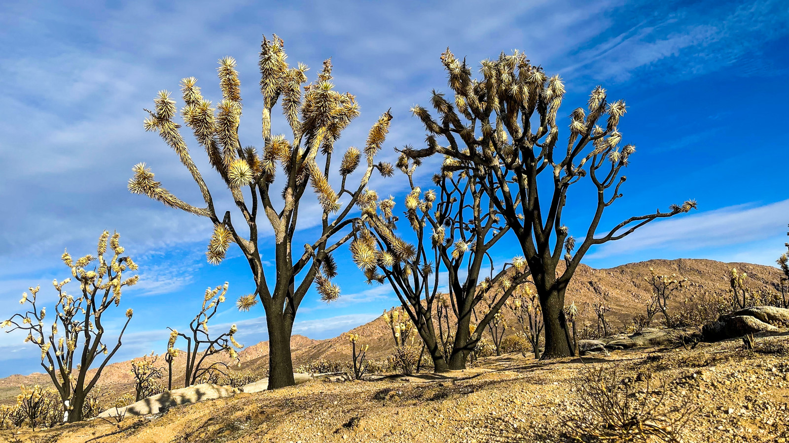 U.S. Travelers Risk Losing A Beloved National Park Destination In A “Blatant Threat” To All Other NPS Sites