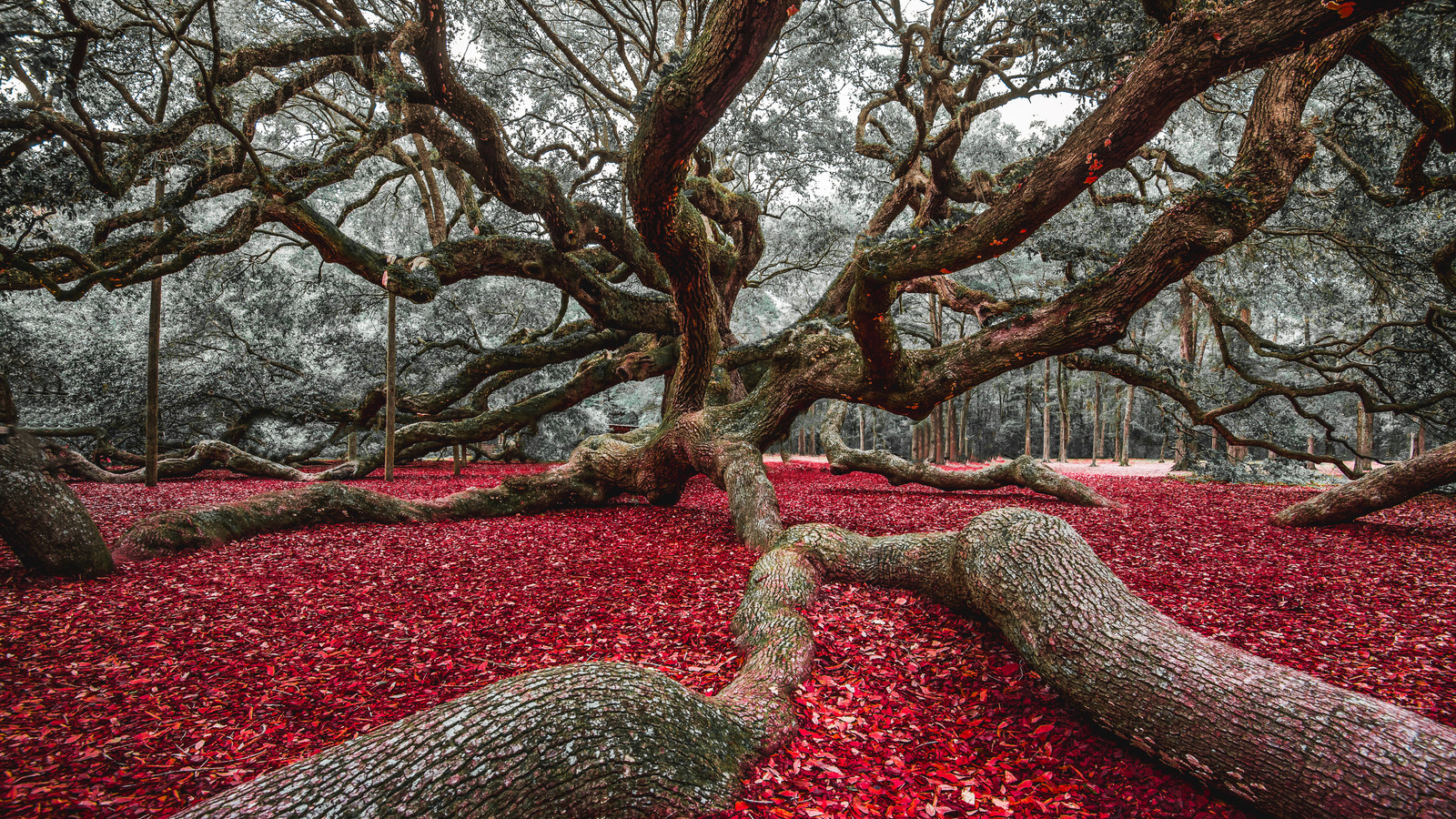 One Of The Oldest Trees In The U.S. Lives Near An Unexpected South ...