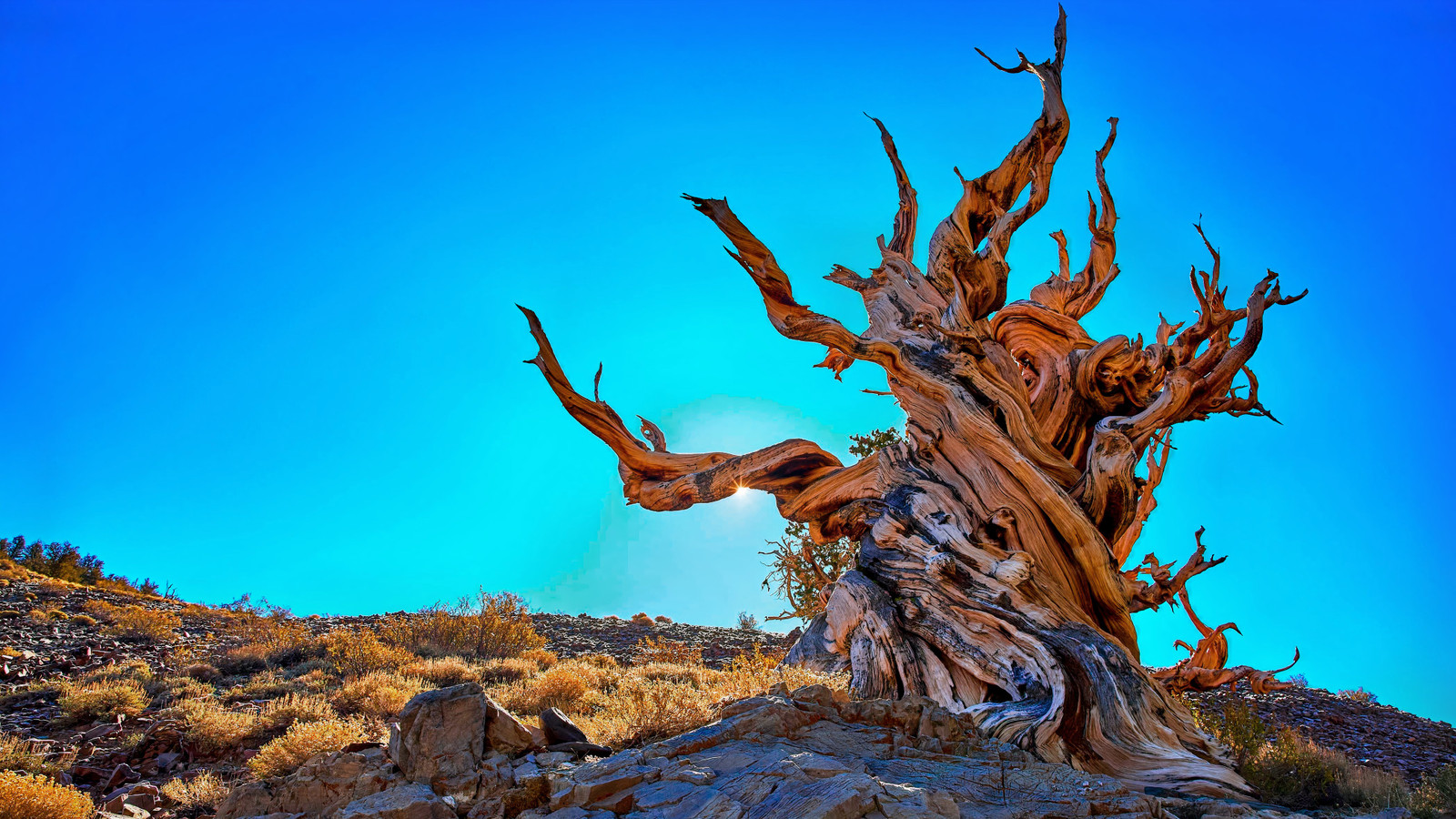 The World's Oldest Tree Lived In An Unexpected U.S. National Park
