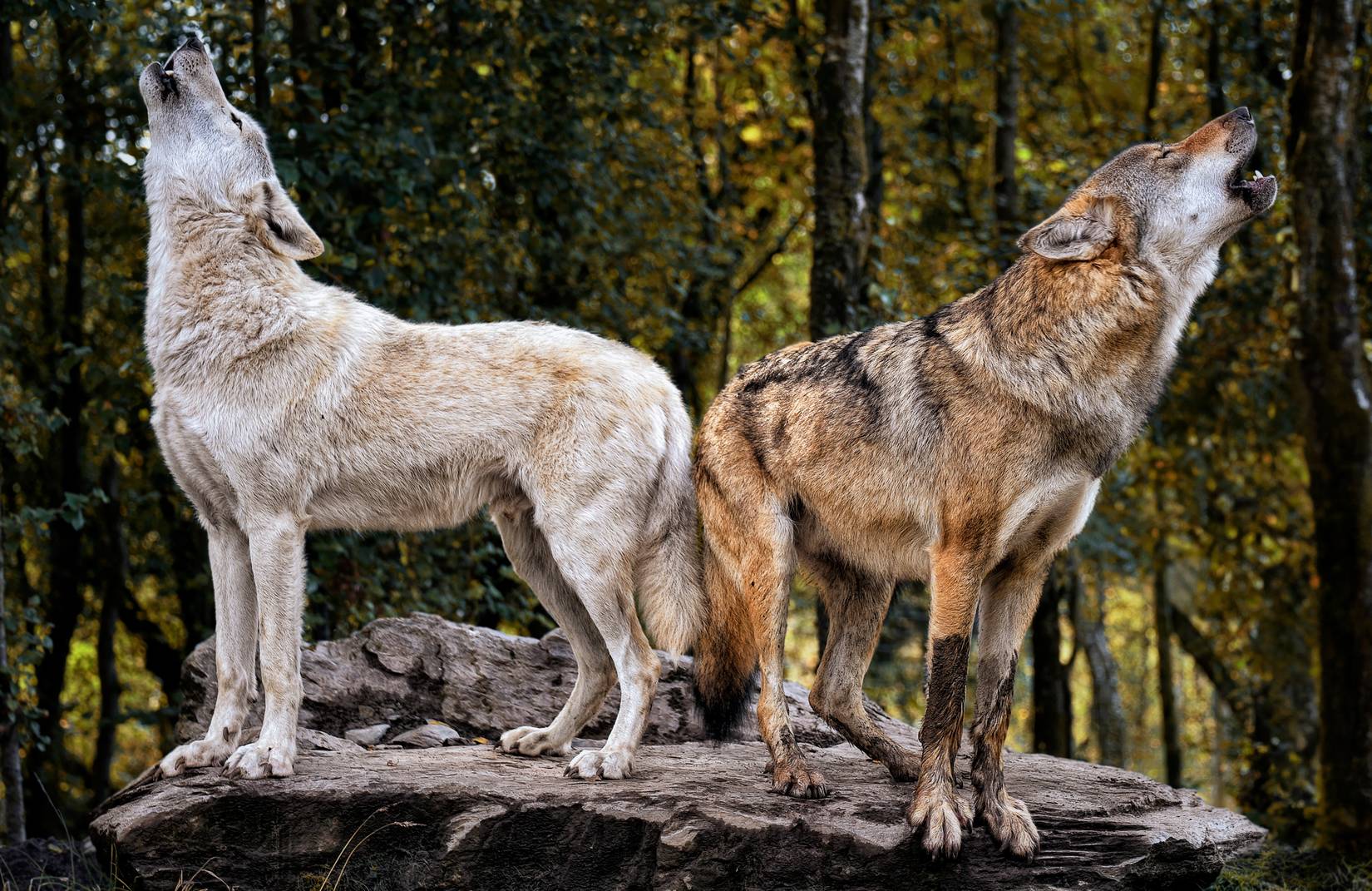 Yellowstone's Peculiar Noise Ban: Why It's Illegal To Make This ...