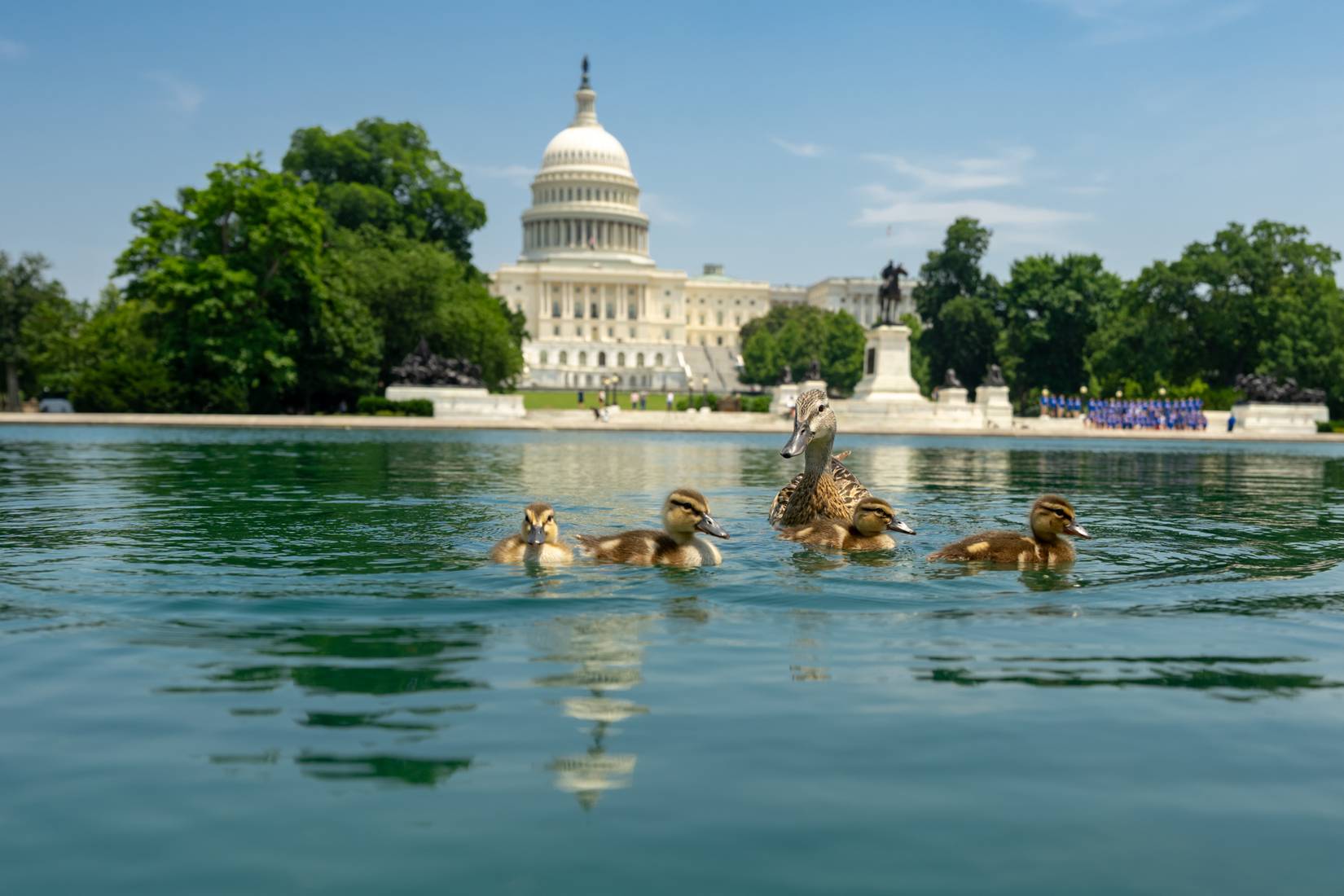 Lincoln Memorial Reflecting Pool Debacle Takes A Darker Turn As ...