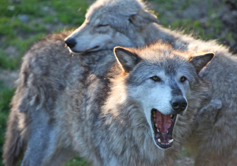 A pair of gray wolves