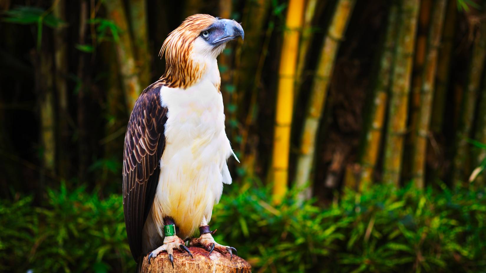 Phhilippine eagle resting