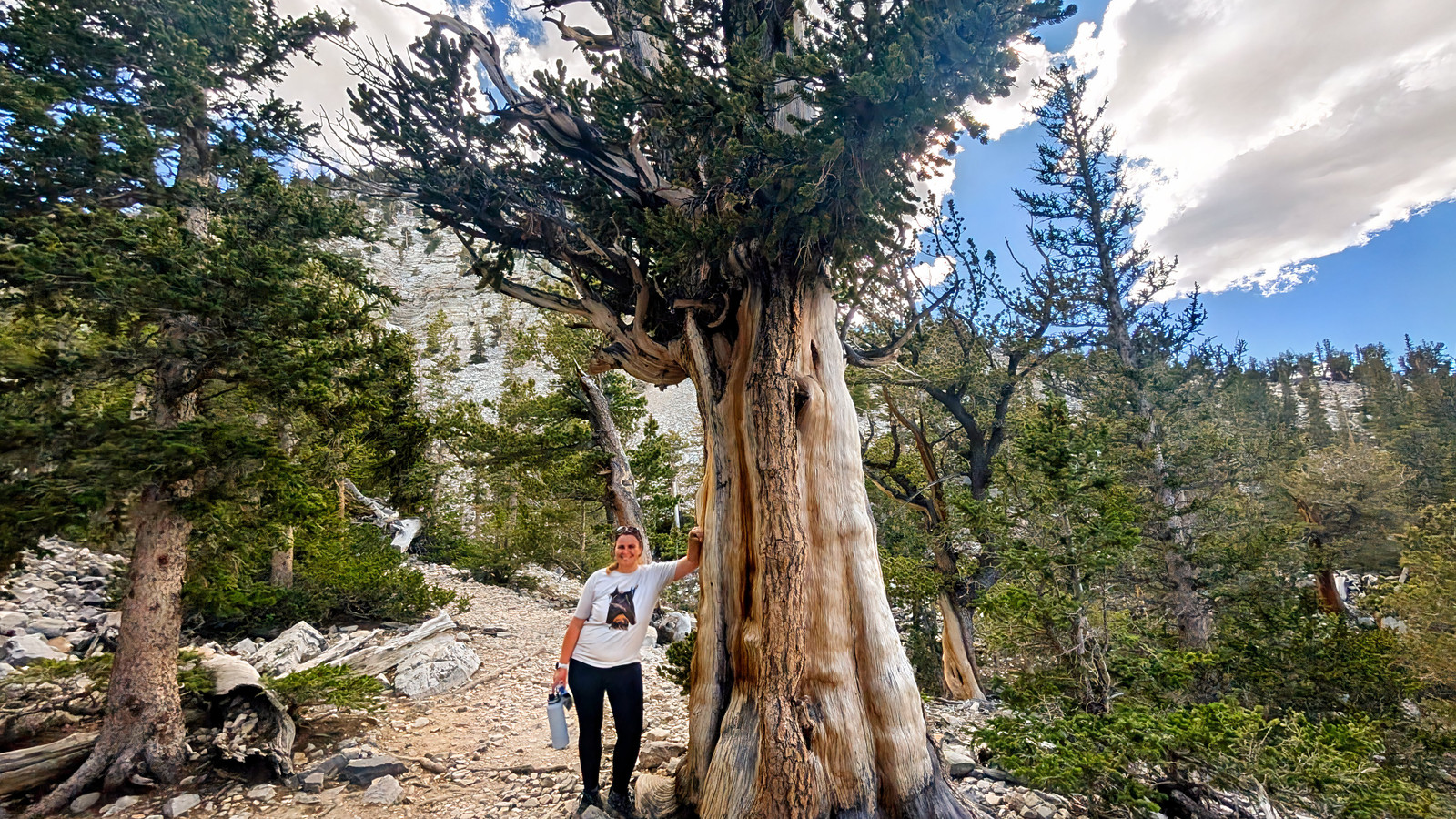 I Hiked Among Trees Older Than The Egyptian Pyramids In This Unexpected U.S. National Park