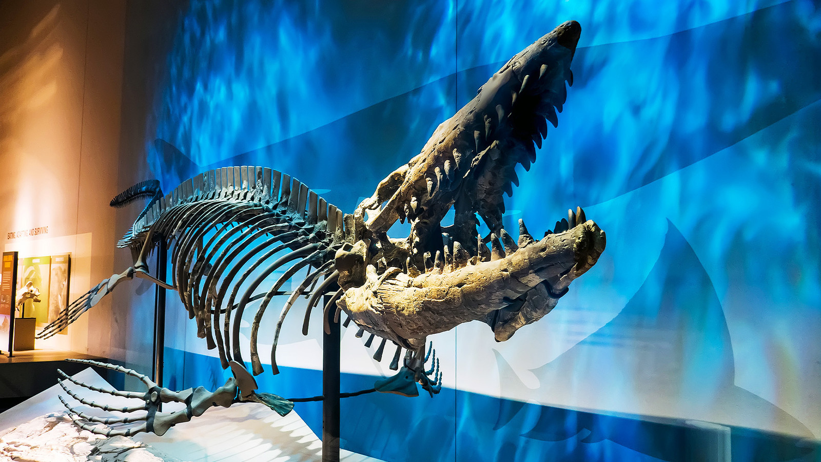 Scientists Just Discovered A 43-Foot Sea Monster That Once Ruled The Coast Of Texas