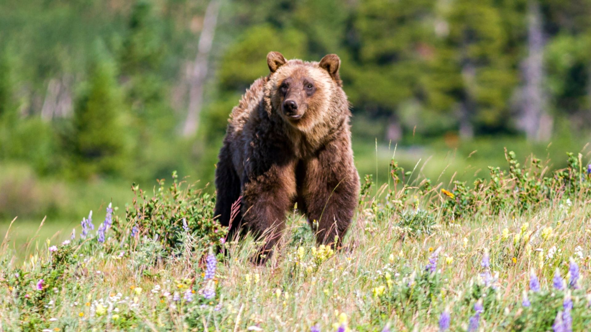 New Report Explains What Happened Before Fatal Glacier National Park Grizzly Attack