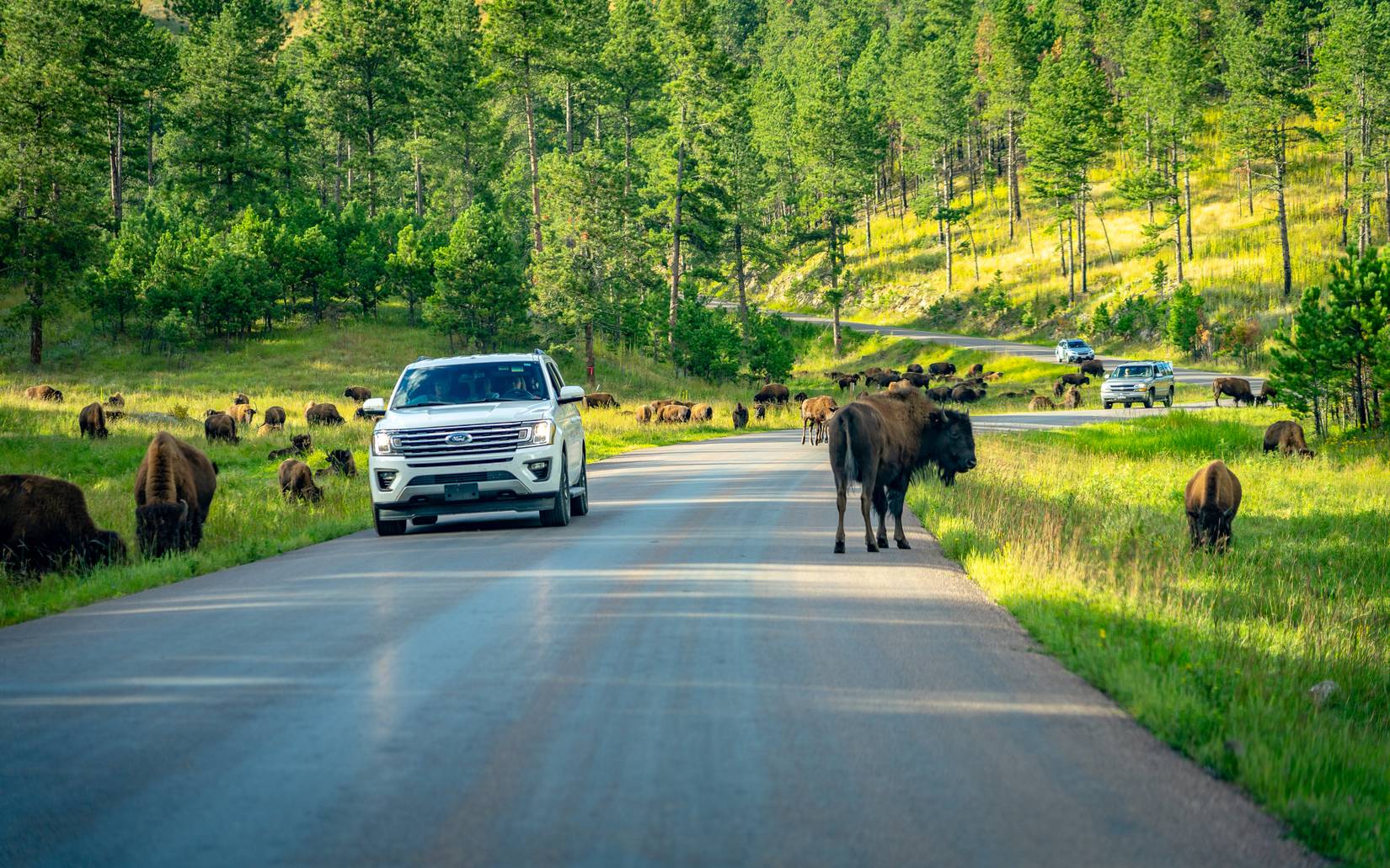 A Car in the road watching bison in Custer State Park
