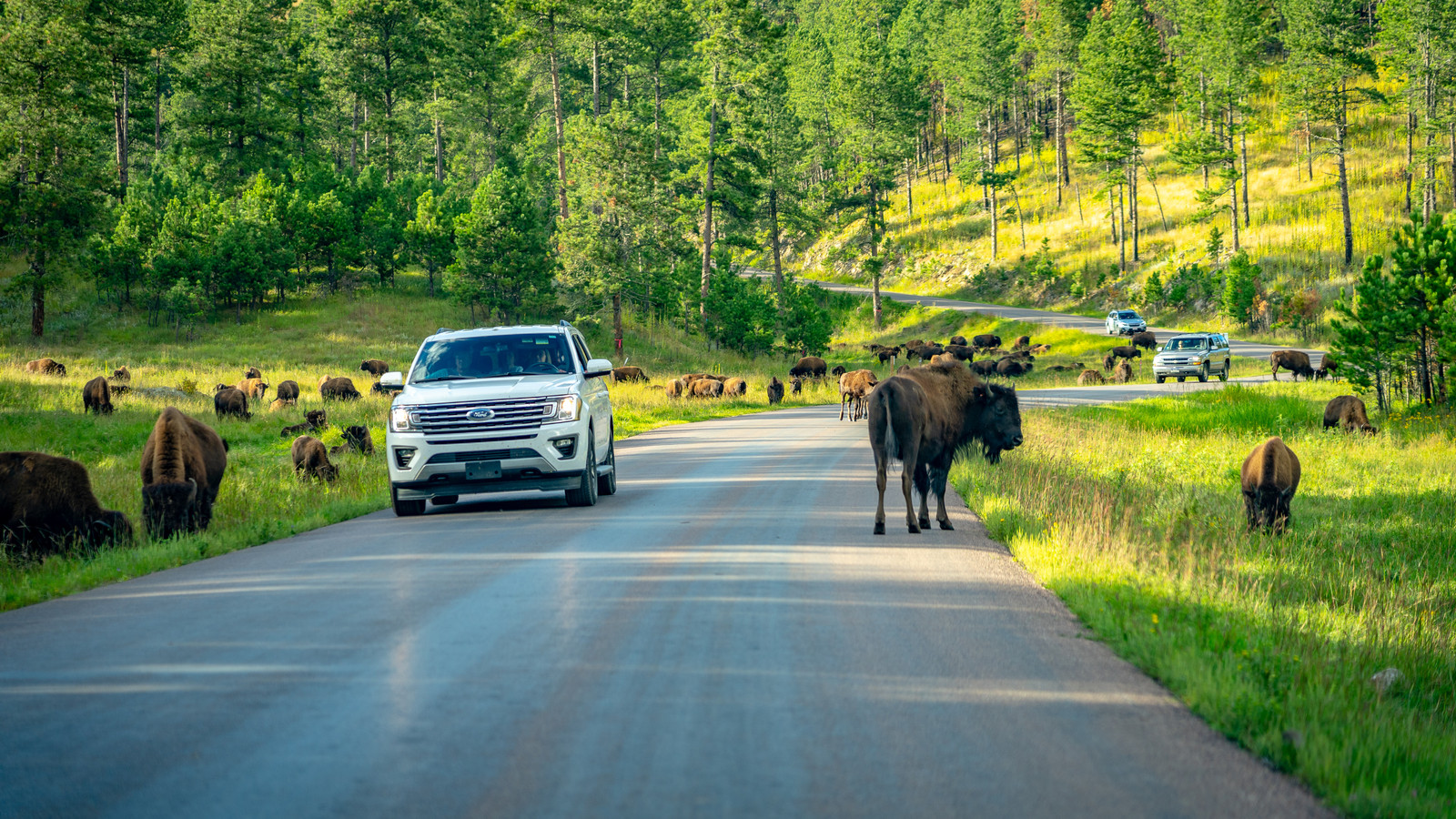 Escape the Crowds: See Bison at Secret U.S. National Parks