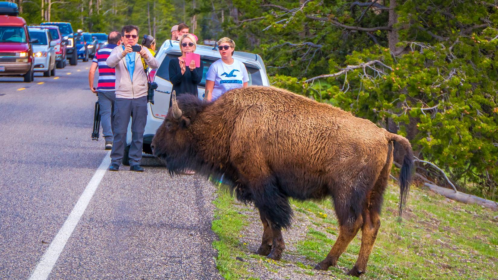 Tourists taking pictures close to a bison on the road in Yellowstone National Park