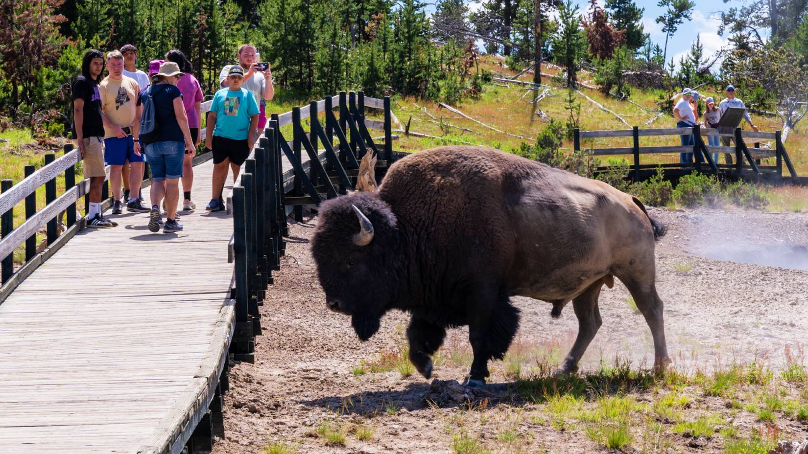 Bison walks across a tourist boardwalk path as they take photos in Yellowstone National Park