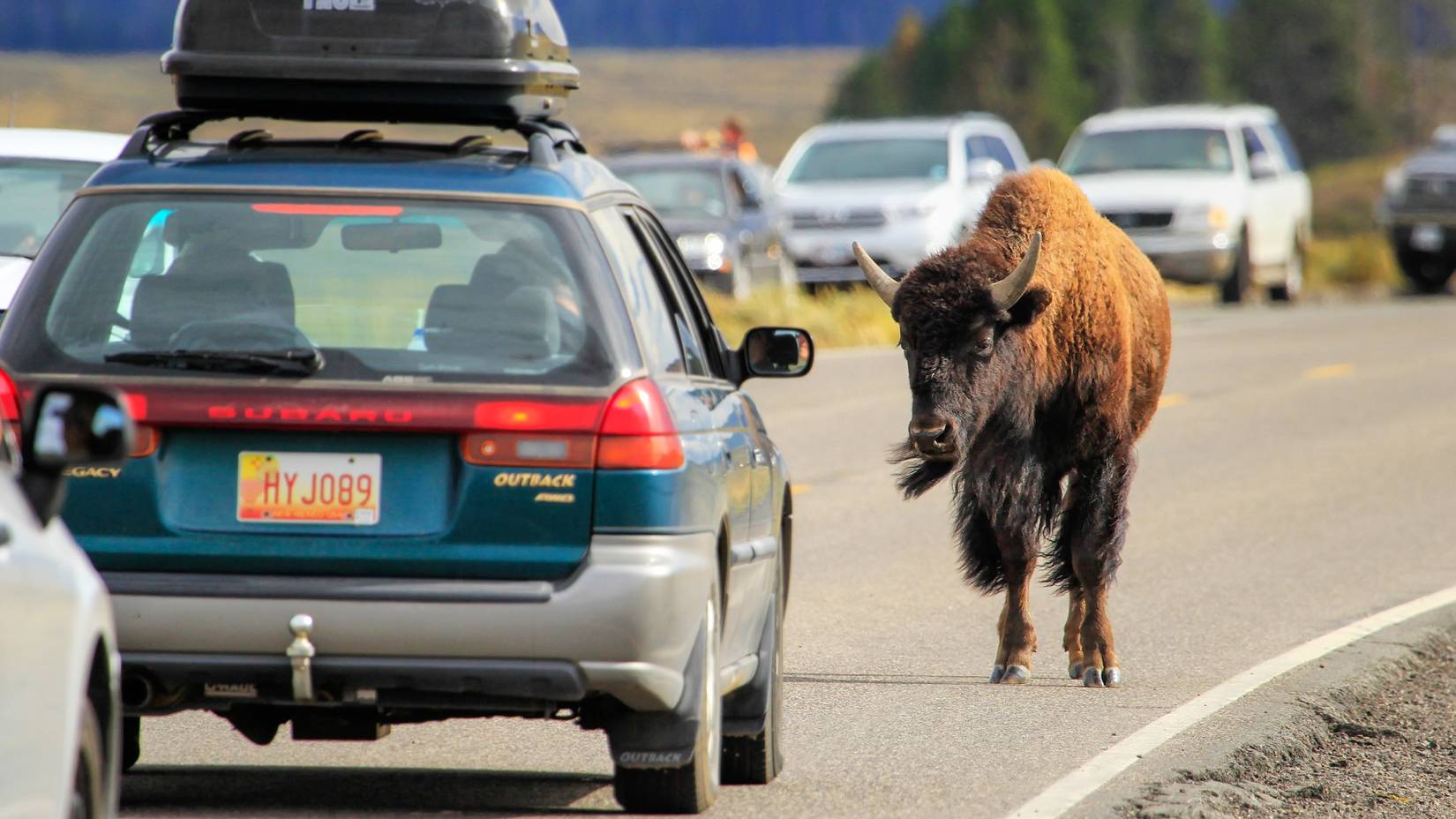 Bison blocking traffic in Yellowstone National Park