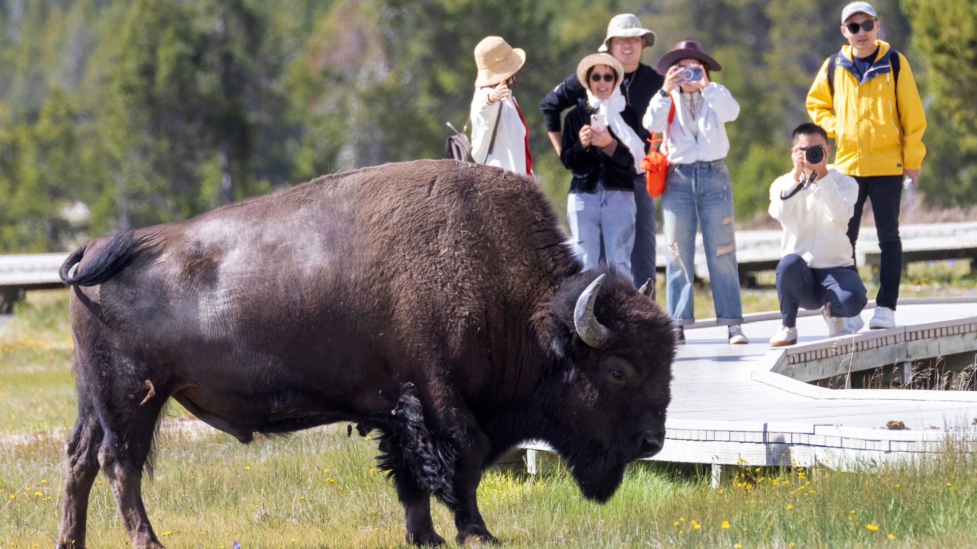 Yellowstone National Park Tourist Discusses Bison’s Unexpected Reaction After Being Flung Into The Air