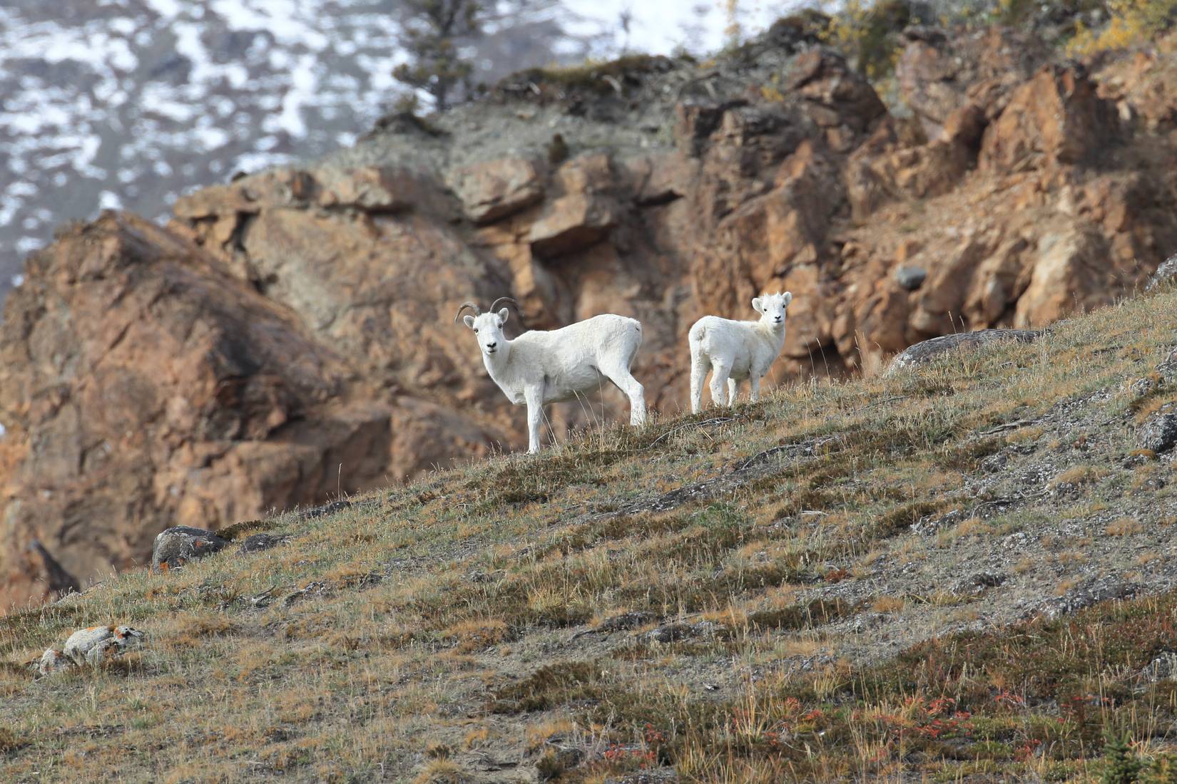 Dall sheep in Alaska