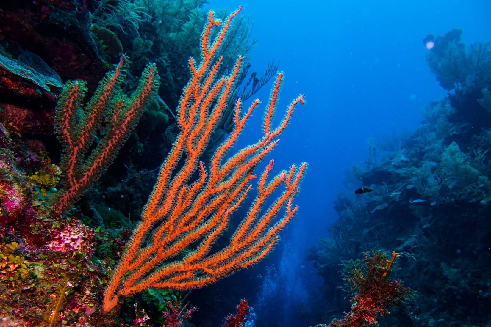 Mesoamerican Barrier Reef