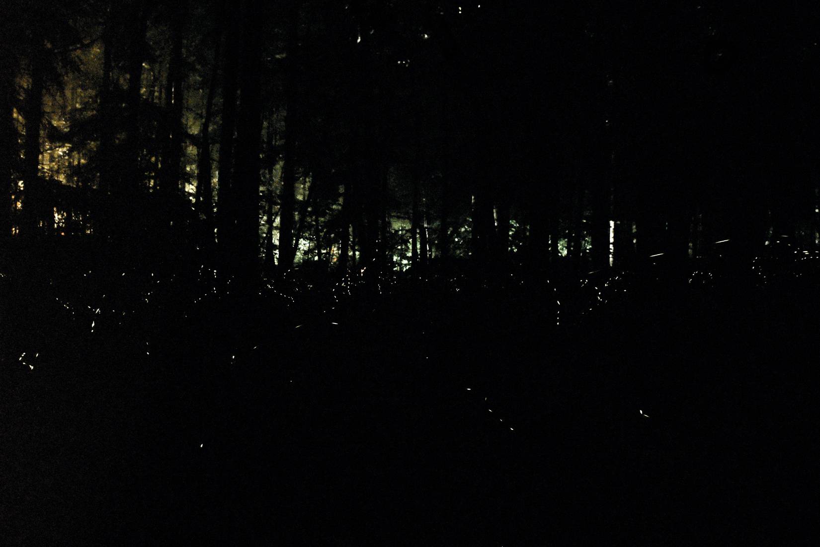 Synchronized Fireflies in Elkmont in Great Smoky Mountain National Park
