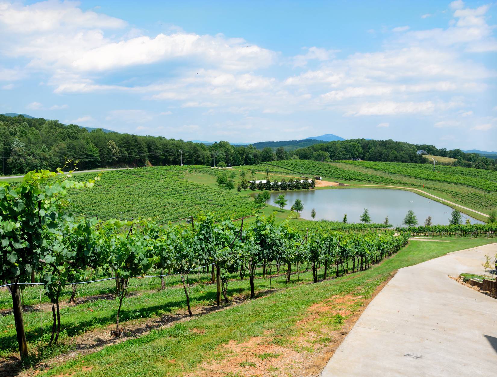 Vineyard in Dahlonega, Georgia