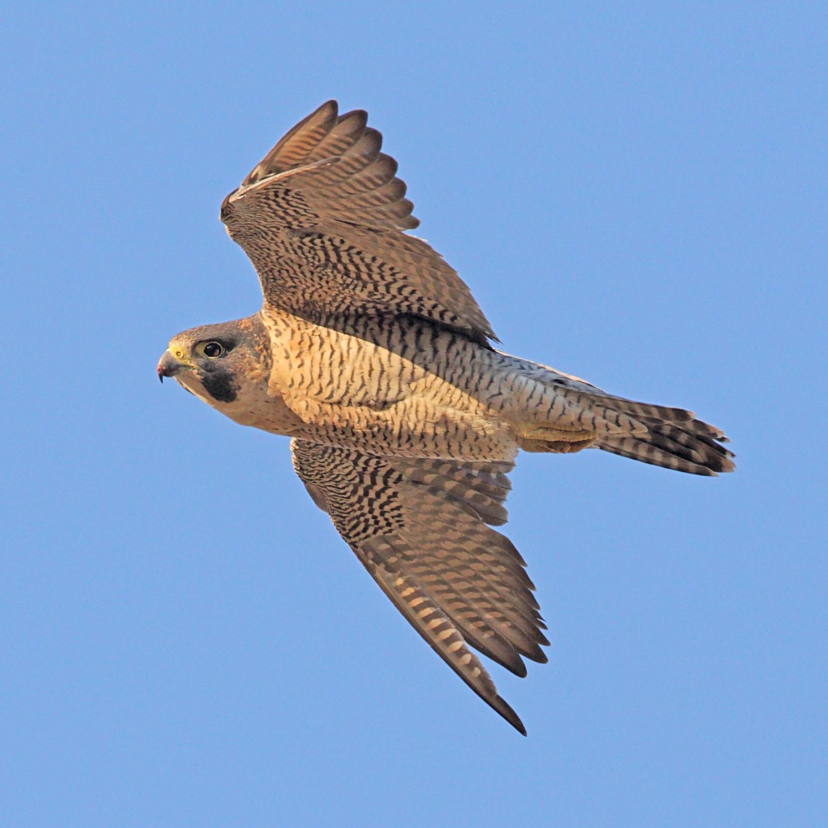 The appearance of a peregrine falcon in flight