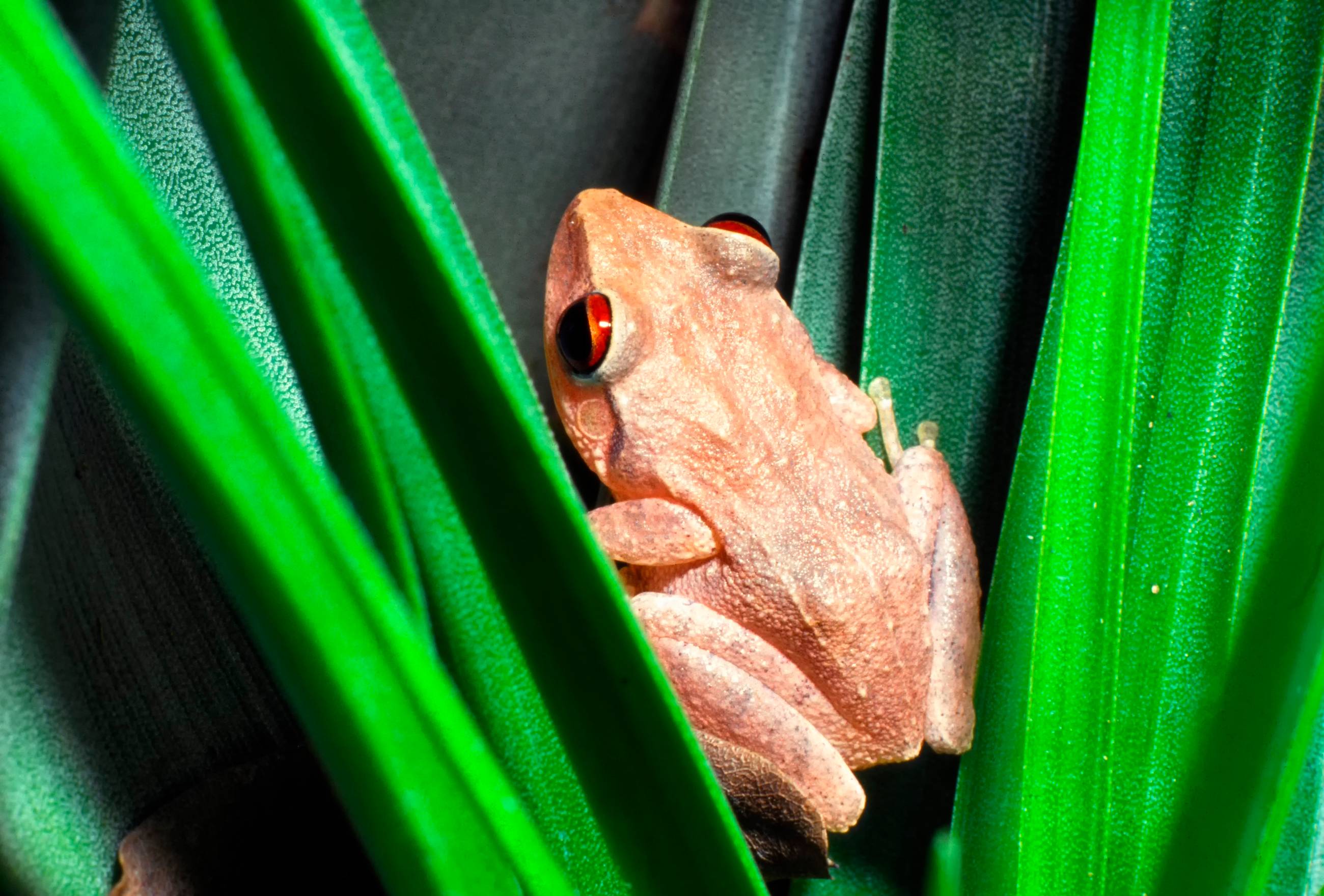 Coqui tree frog in bromeliad, El Yunque National Forest, Puerto Rico