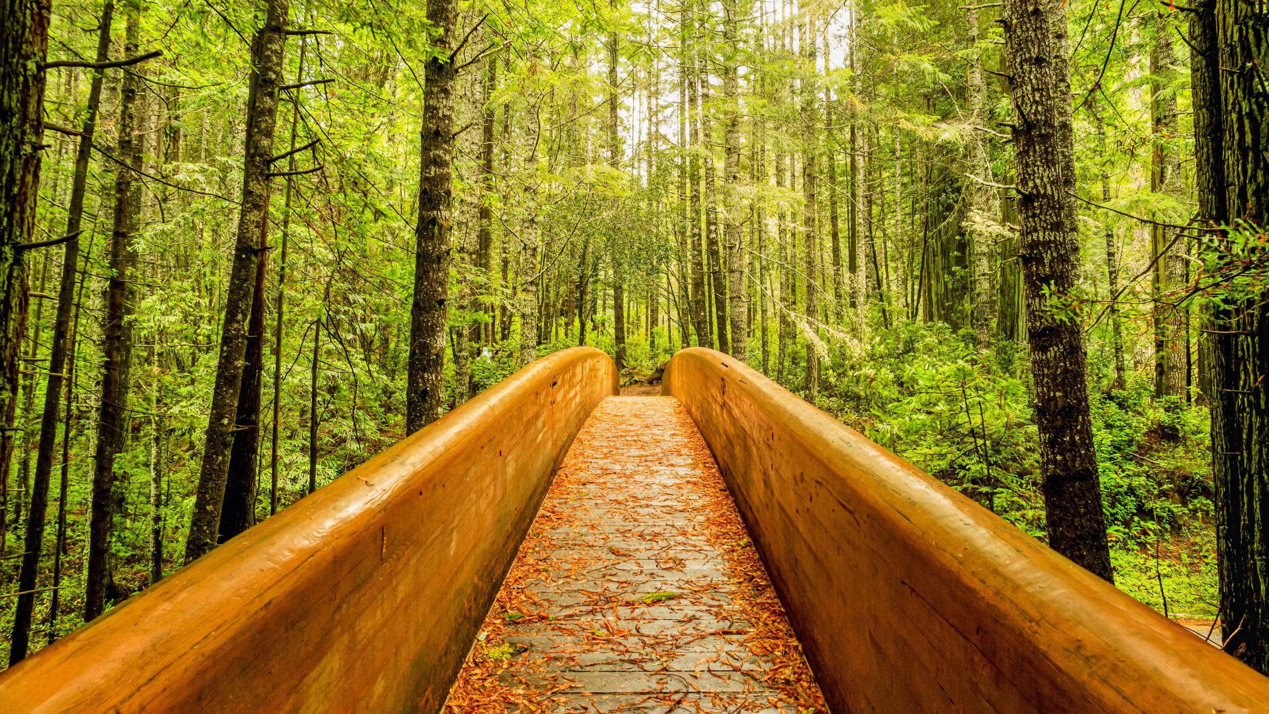 Elevated, easy boardwalk trail in Redwood National and State Parks, California