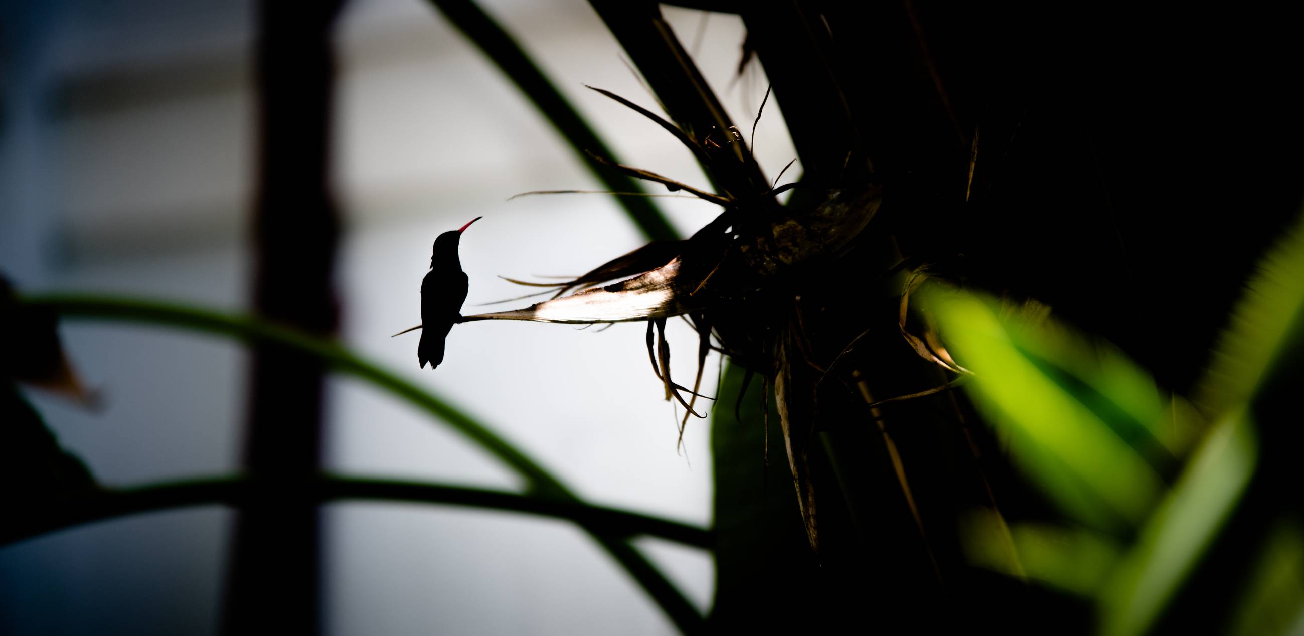 Hummingbird in El Yunque, Puerto Rico