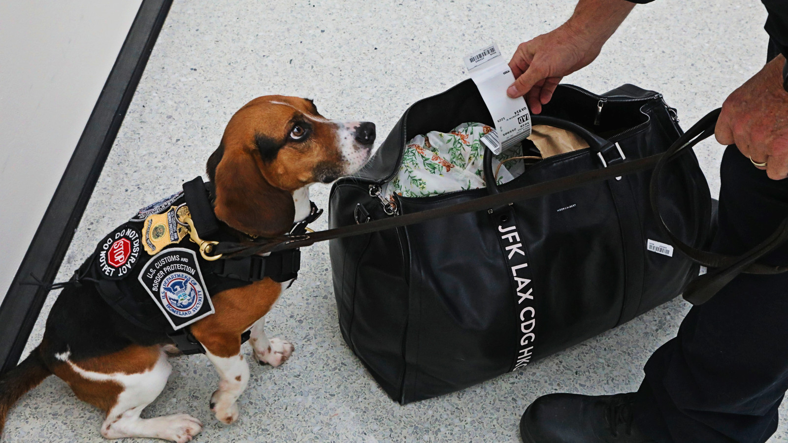 U.S. Customs And Border Protection Dog Teaches Travelers $19,000 Lesson At Philadelphia International Airport