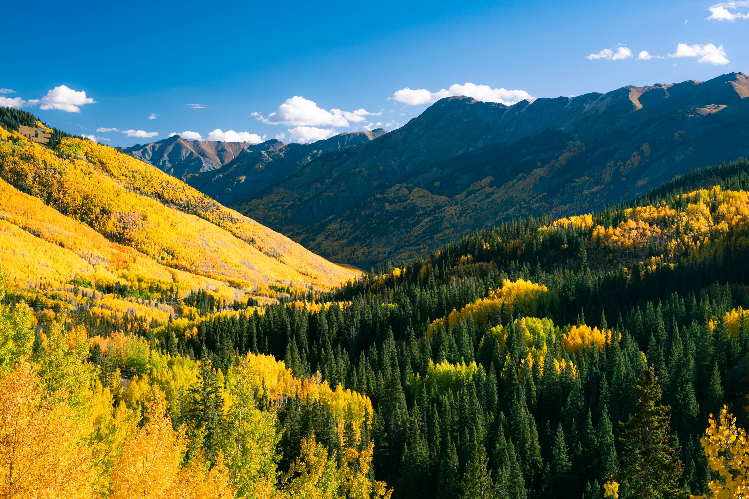 Yellow aspens in the mountains near Ouray, Colorado in the fall