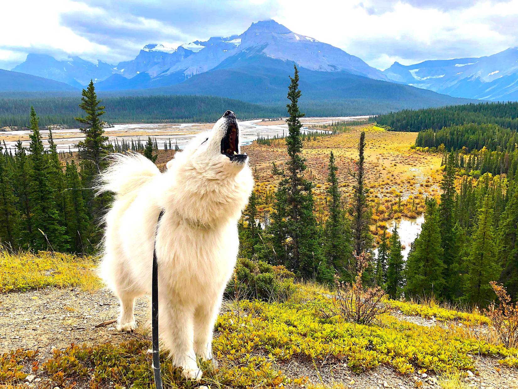 Dog at Banff National Park
