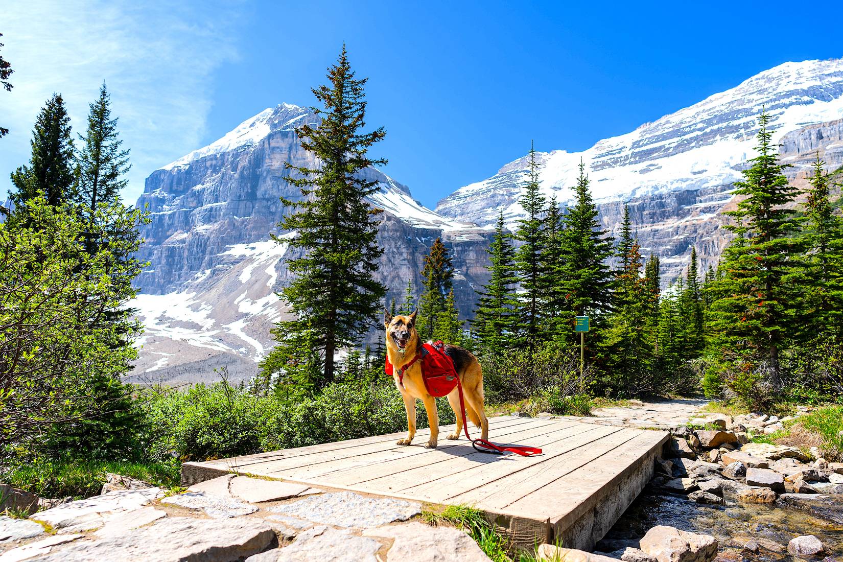 German Shepherd dog at Banff National Park