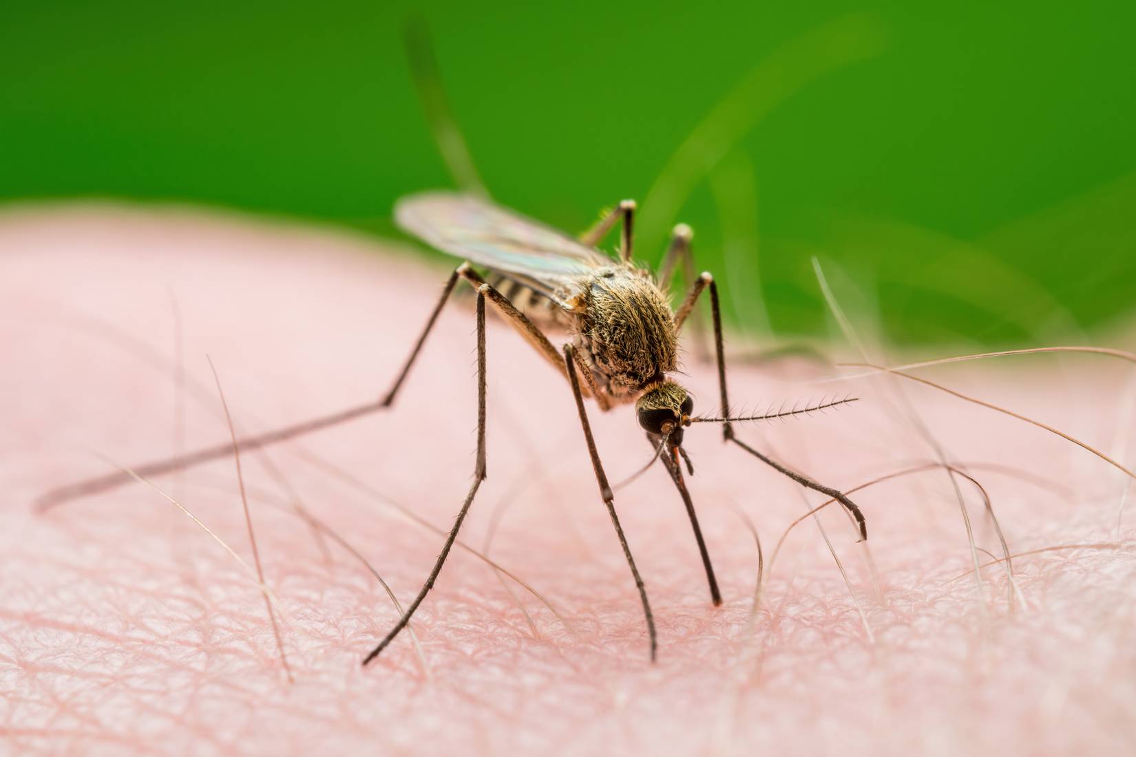 Mosquito biting a person