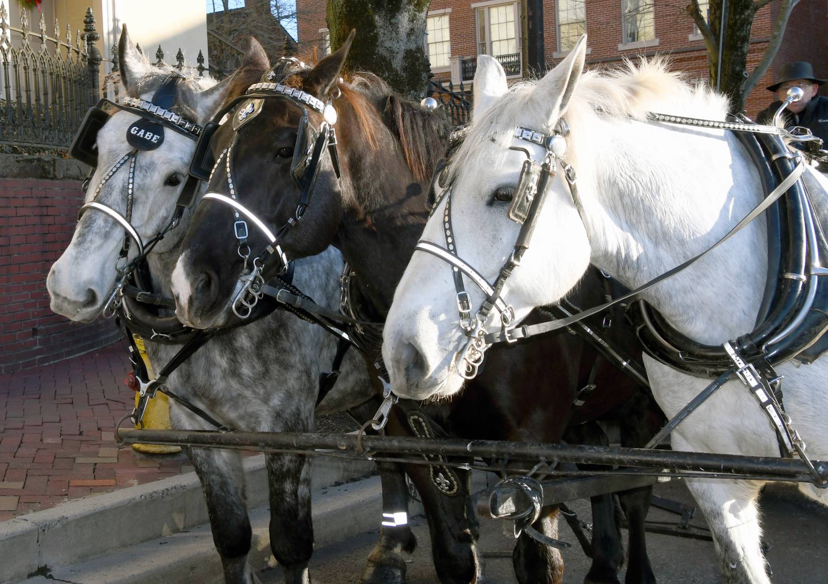  Carriage horses wait to ply their trade during Christmas season in Bethlehem, Pennsylvania